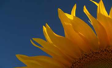 girasole